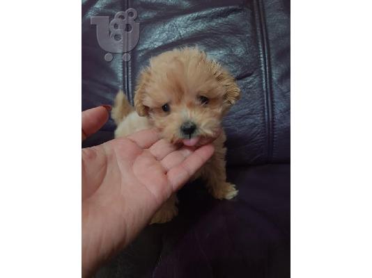 Κουτάβια Maltipoo